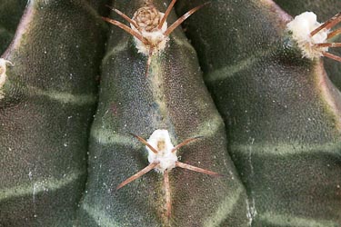 Gymnocalycium stenopleurum